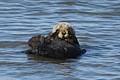 California Sea Otter - grooming