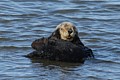 California Sea Otter - grooming