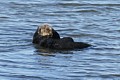California Sea Otter - grooming