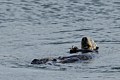 California Sea Otter - crab dinner