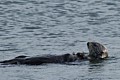 California Sea Otter - crab dinner