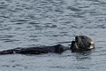 California Sea Otter - crab dinner