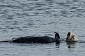 California Sea Otter - crab dinner
