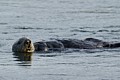 California Sea Otter