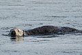 California Sea Otter