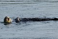 California Sea Otter
