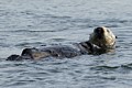 California Sea Otter