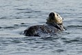 California Sea Otter