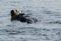 California Sea Otter