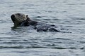 California Sea Otter