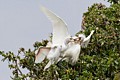Snowy Egrets (Egretta thula) - parent and chicks