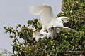 Snowy Egrets (Egretta thula) - parent and chicks