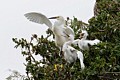 Snowy Egrets (Egretta thula) - parent and chicks