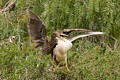 Black-crowned Night Heron (Nycticorax nycticorax) - parent and chick