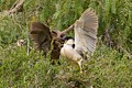 Black-crowned Night Heron (Nycticorax nycticorax) - parent and chick