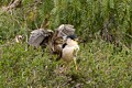 Black-crowned Night Heron (Nycticorax nycticorax) - parent and chick