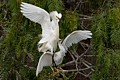 Snowy Egrets (Egretta thula) - parent and chick