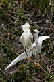 Snowy Egrets (Egretta thula) - parent and chick