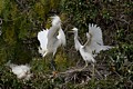 Snowy Egrets (Egretta thula) - parent and chick