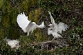 Snowy Egrets (Egretta thula) - parent and chick