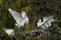 Snowy Egrets (Egretta thula) - parent and chick