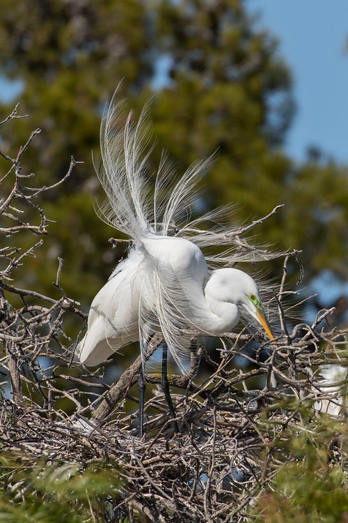 Great Egret (Ardea alba)