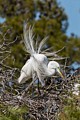 Great Egret (Ardea alba)