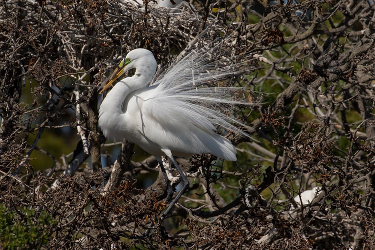 Great Egret (Ardea alba) - nest-building