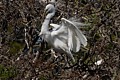 Great Egret (Ardea alba) - nest-building