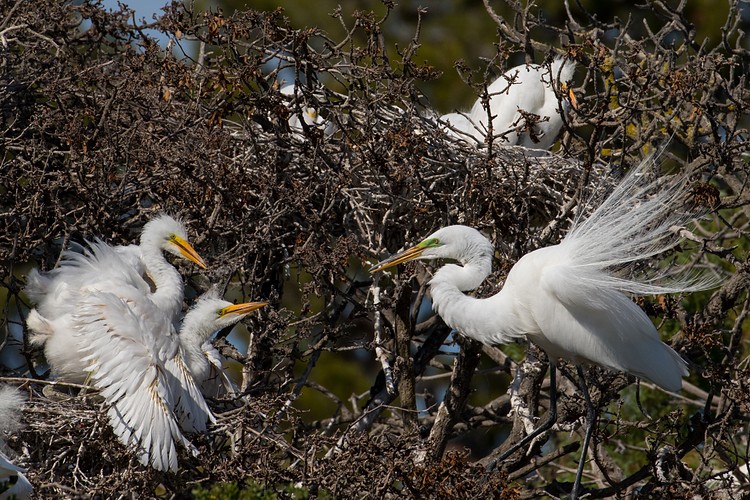 Great Egret (Ardea alba) - parent and chicks