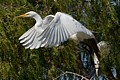 Great Egret (Ardea alba)