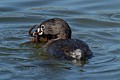 Pied-billed grebe (Podilymbus podiceps) - with prey
