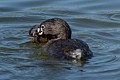 Pied-billed grebe (Podilymbus podiceps) - with prey