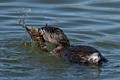 Pied-billed grebe (Podilymbus podiceps) - with prey