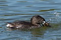 Pied-billed grebe (Podilymbus podiceps) - with prey