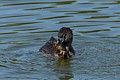 Pied-billed grebe (Podilymbus podiceps) - with prey