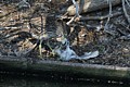 Black-crowned Night Heron chick eating Snowy Egret chick