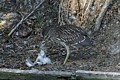 Black-crowned Night Heron chick eating Snowy Egret chick