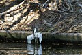 Black-crowned Night Heron chick eating Snowy Egret chick