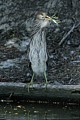 Black-crowned Night Heron chick eating Snowy Egret chick