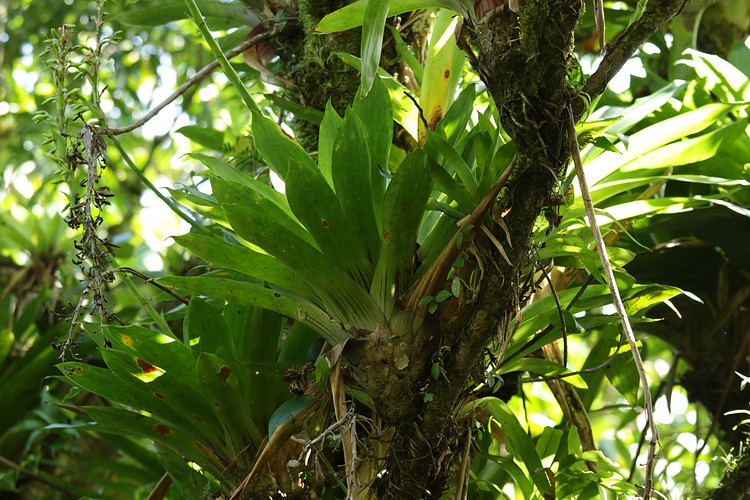 Bromeliads