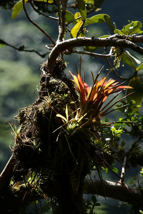 Bromeliads