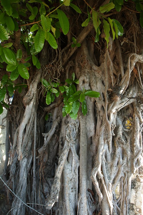 Tree strangling a fence