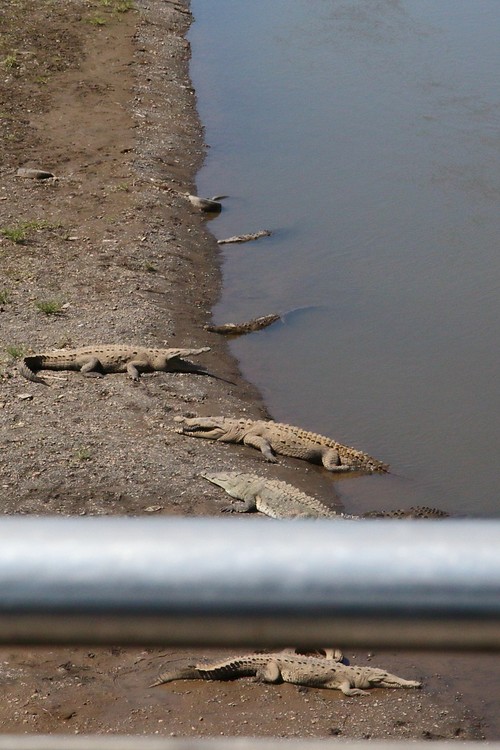 Crocodiles