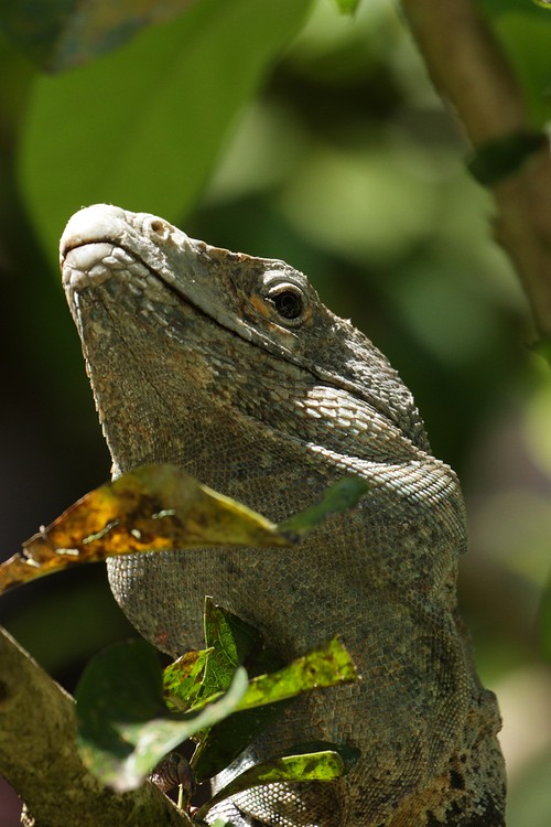 Iguana