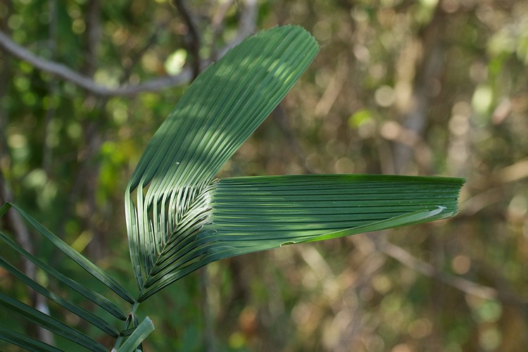 Palm frond