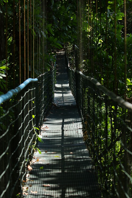 Rainforest bridge