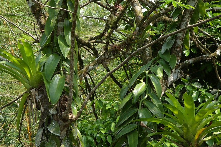 Bromeliads and vines