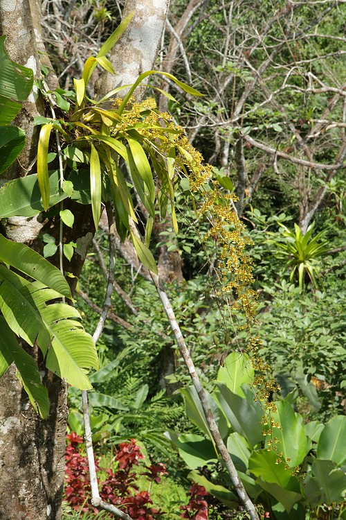 Bromeliads and vines