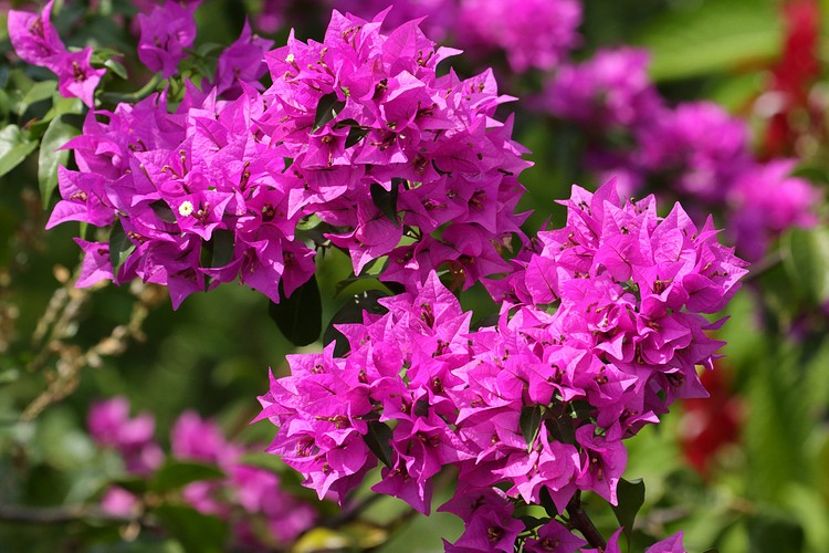 Bougainvillea